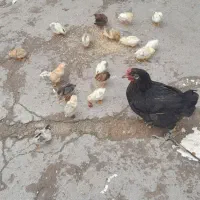 مرغ باجوجه بفروش می‌رسد ۲۰تا جوجه بفروش میرسد