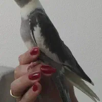 دوعددعروس هلندی نرسینامون و ماده لوتینو چشم شرابی