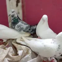 ۲۰عدد کبوتر طوقی و تهرانی|پرنده|کرمانشاه, |دیوار