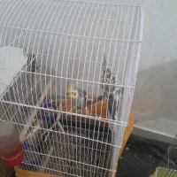 سه عدد عروس هلندی با تخم و جوجه و مرغ عشق|پرنده|فولادشهر, B5|دیوار