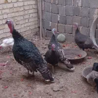 بوقلمو نر وماده نژاد بربون