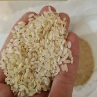 انواع برنج محلی و ایرانی|خوردنی و آشامیدنی|شیراز, شهرک مطهری|دیوار