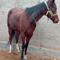 اسب مادیان تربلد ۶به ۷ ساله آبستن ۹ماهه