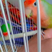 طوطی|پرنده|میاندوآب, |دیوار