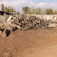 خریدار چوب هیزمی وصنعتی|خدمات باغبانی و درختکاری|احمدآبادمستوفی, |دیوار