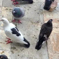کبوتر و خروس