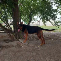 سگ میکس ژرمن دوبرمن