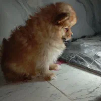 توله پامراین خرسی