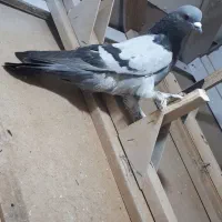 بون باز