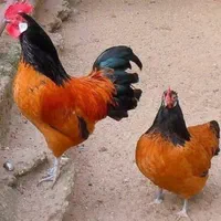 فروش تخم مرغ های زینتی|حیوانات مزرعه|اصفهان, آزادان|دیوار
