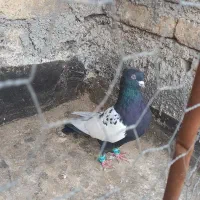 رنگه جفتگاه