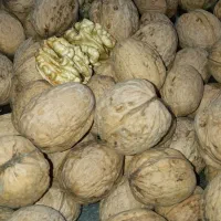 گویز کاغذی درجه یک