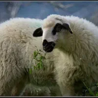 گوسفند  زنده در مکان تمیز نصف گوشت مصرفی خانوار