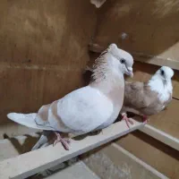 کفتر  زردی و شازده زرد معاوضه با سرور زینتی|پرنده|تهران, بهارستان|دیوار