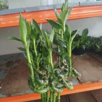 بامبو تایلندی جوانه اصل ریشه دار 115 سانتی|گل و گیاه طبیعی|تهران, مسعودیه|دیوار