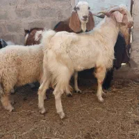 بره و کره چاق گوشتی (جگر و شاخی مجانی)|حیوانات مزرعه|رفسنجان, |دیوار