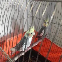 عروس هلندی نروماده