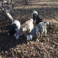 فروش  ۹عدد بز غاله نرو ماده|حیوانات مزرعه|سیلوانه, |دیوار