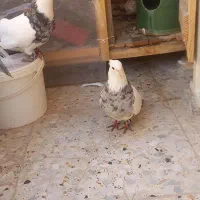 کبوتر طوقی|پرنده|پیر بکران, |دیوار