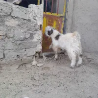 کعره نر|حیوانات مزرعه|زابل, |دیوار