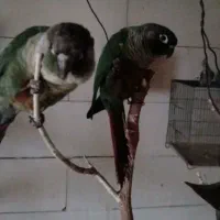 فروش یک جفت گیرینچیک|پرنده|نجف‌آباد, امیرآباد|دیوار