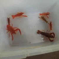 لابستر|ماهی|مشهد, امیریه|دیوار