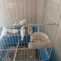 فنج کینگ|پرنده|گلستان (تهران), |دیوار