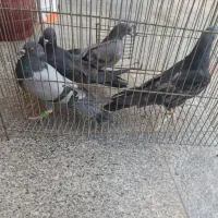 کبوتر|پرنده|سیرجان, |دیوار