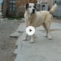 سگ الابای اصل ترکمن