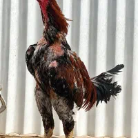 لاری