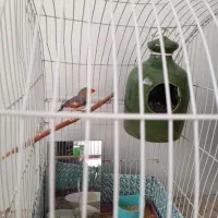 نفج نر وماده|پرنده|زبرخان, |دیوار