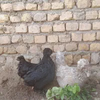 مرغ لهستانی