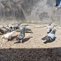 کبوتر پلاکی