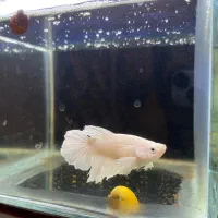 فایتر ماده هافمون|ماهی|تهران, آبشار|دیوار