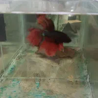 فایتر|ماهی|تبریز, |دیوار