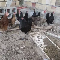 مرغ محلی نژاد دار