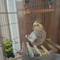 عروس هلندی گل باغالی