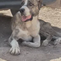 حیون شجر دار|سگ|تربتحیدریه, بالا ولایت|دیوار