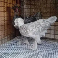 مرغ و خروس لهستانی