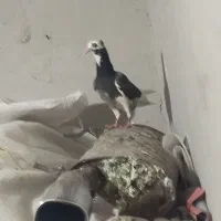 مجسمه کفتر