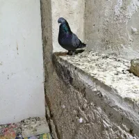 کبوترسبزابادانی میل وبازی