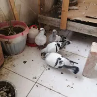 کبوتر جوجه شامی