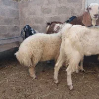 بره و کره چاق گوشتی (جگر و شاخی مجانی)|حیوانات مزرعه|رفسنجان, |دیوار