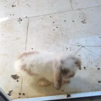 فروش خرگوش لوپو نر خانگی