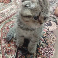 بچه گربه  اسکاتیش|گربه|لنگرود, |دیوار