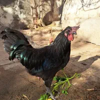 خروس ویاندوت اورنج،خروس چینی مشکی ومرغ چهل تاج|حیوانات مزرعه|مشهد, ویلاشهر|دیوار