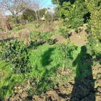 فروش گل یاس هلندی|گل و گیاه طبیعی|قائمشهر, |دیوار