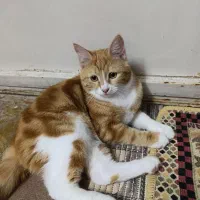 واگذاری رایگان