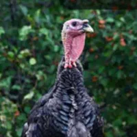 یکهفته بوقلمون جونه سرحال