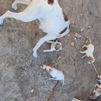 توله سگ شکاری پوینتر انگلیس دنبلانی|سگ|گلی داغ, |دیوار